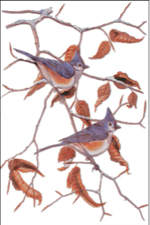 (image for) Tufted Titmice